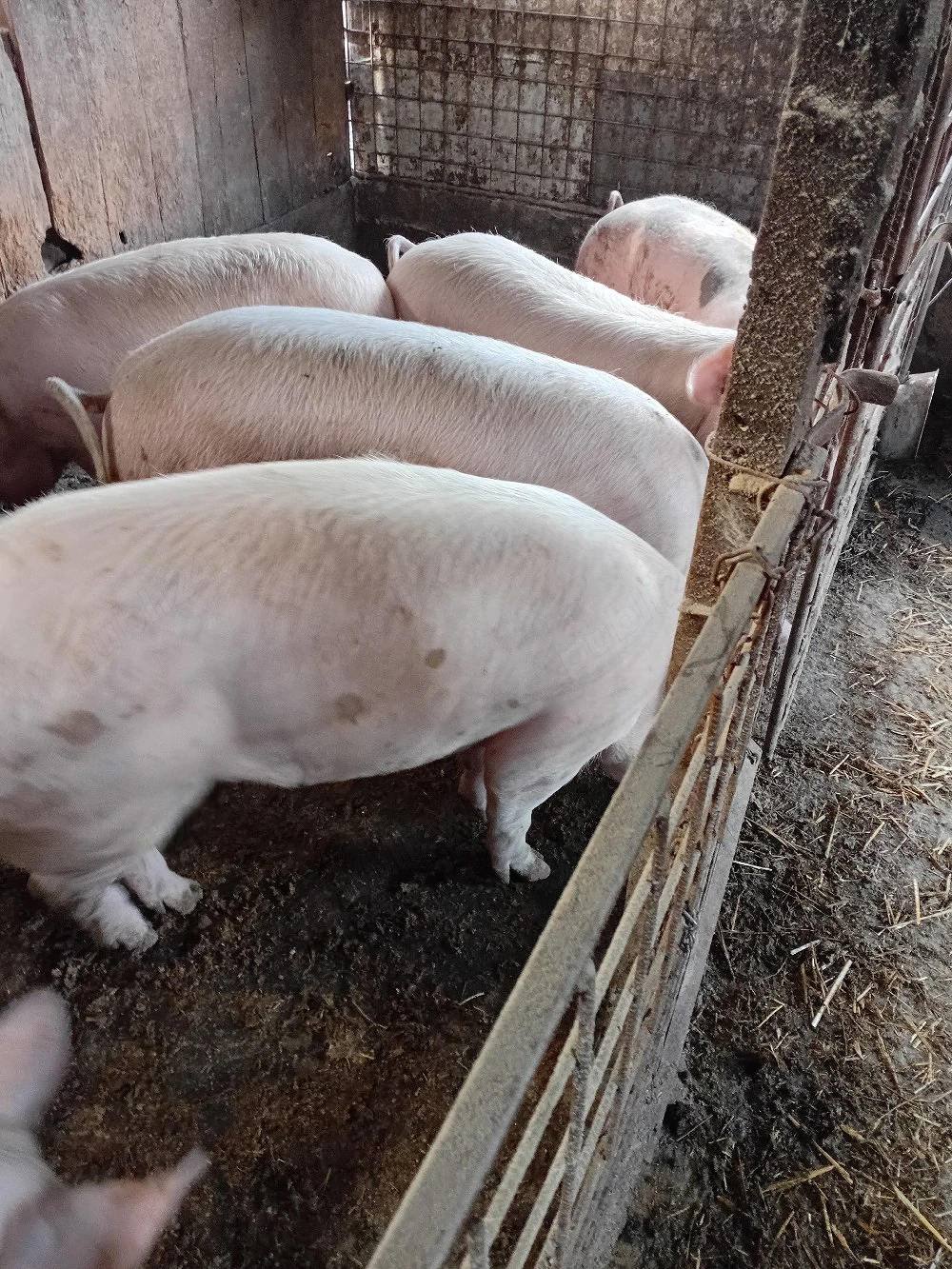 Porci de vanzare 