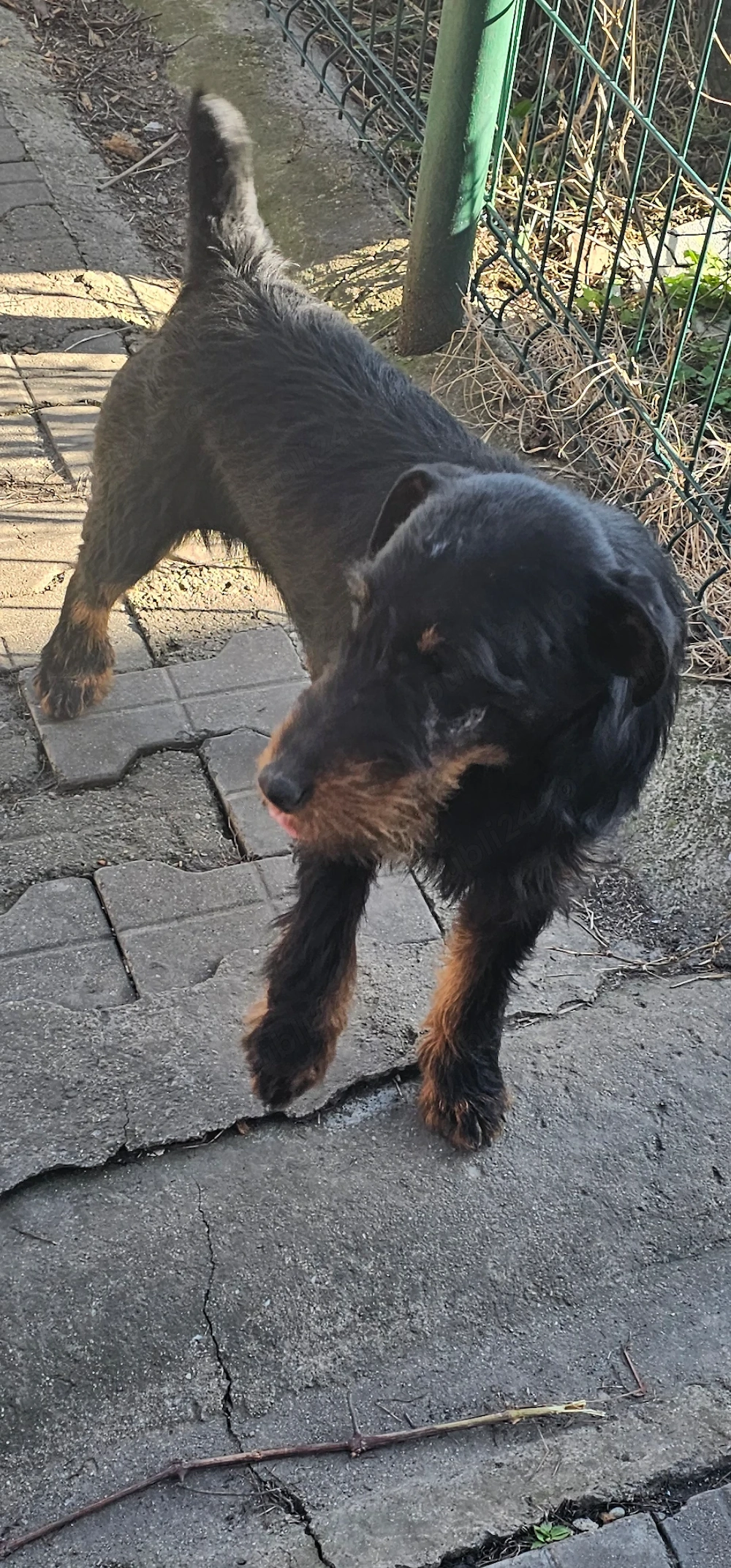 vand catel jagdterrier