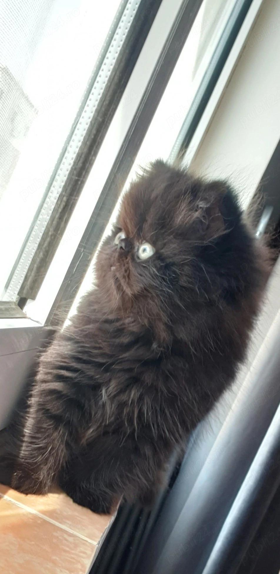 De vânzare pui de pisică persana 