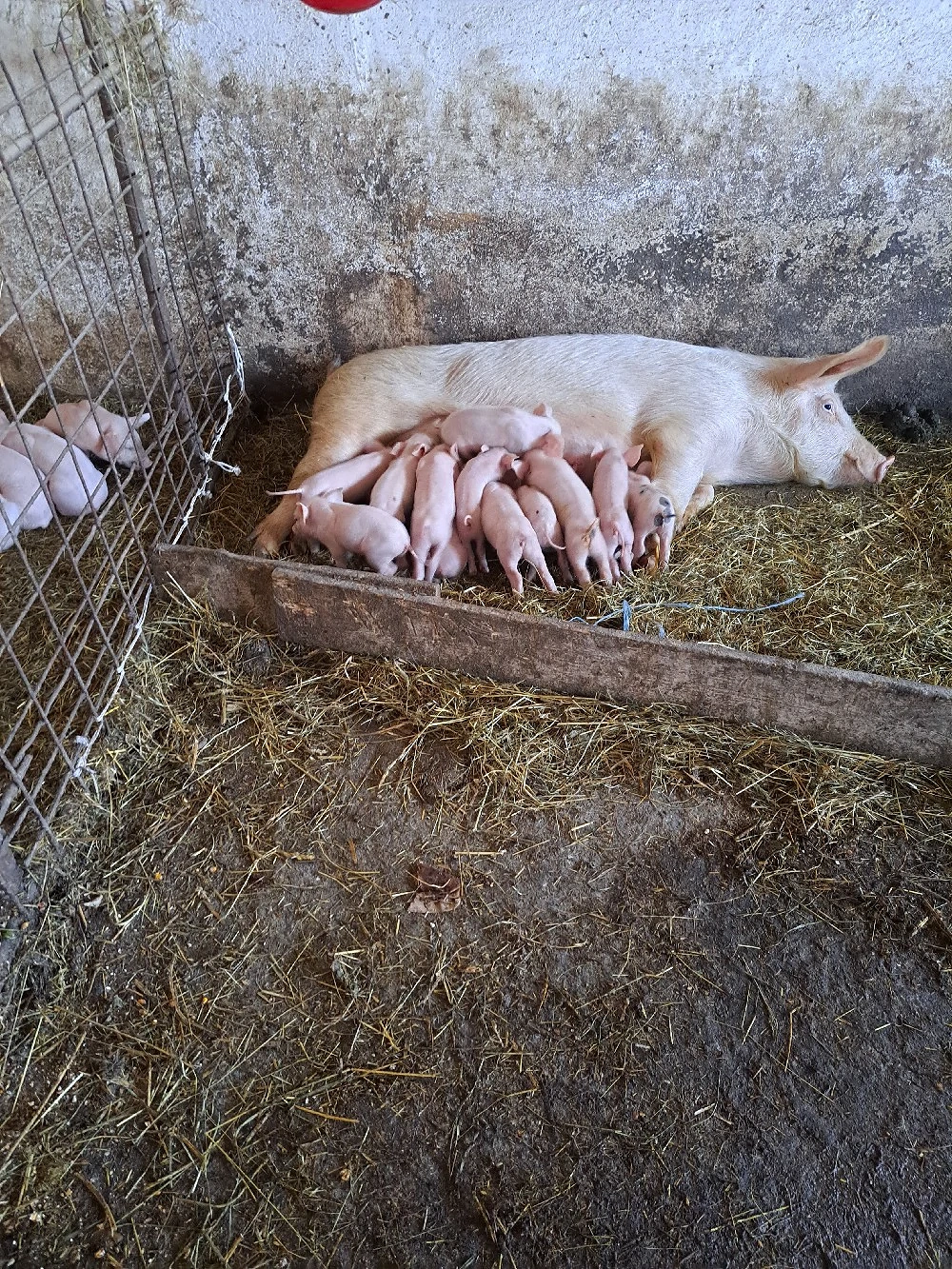 scroafa cu purcei