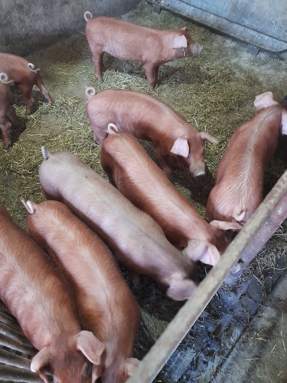 Vând purcei  duroc 12 săptămâni 