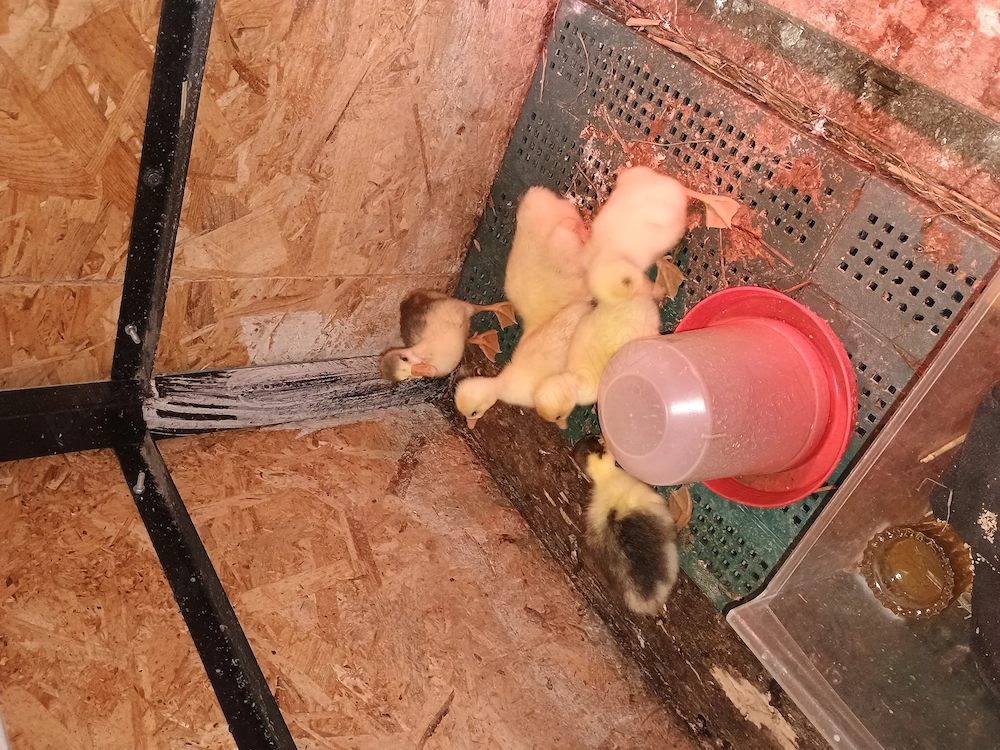 Boboci gâscă de vânzare 