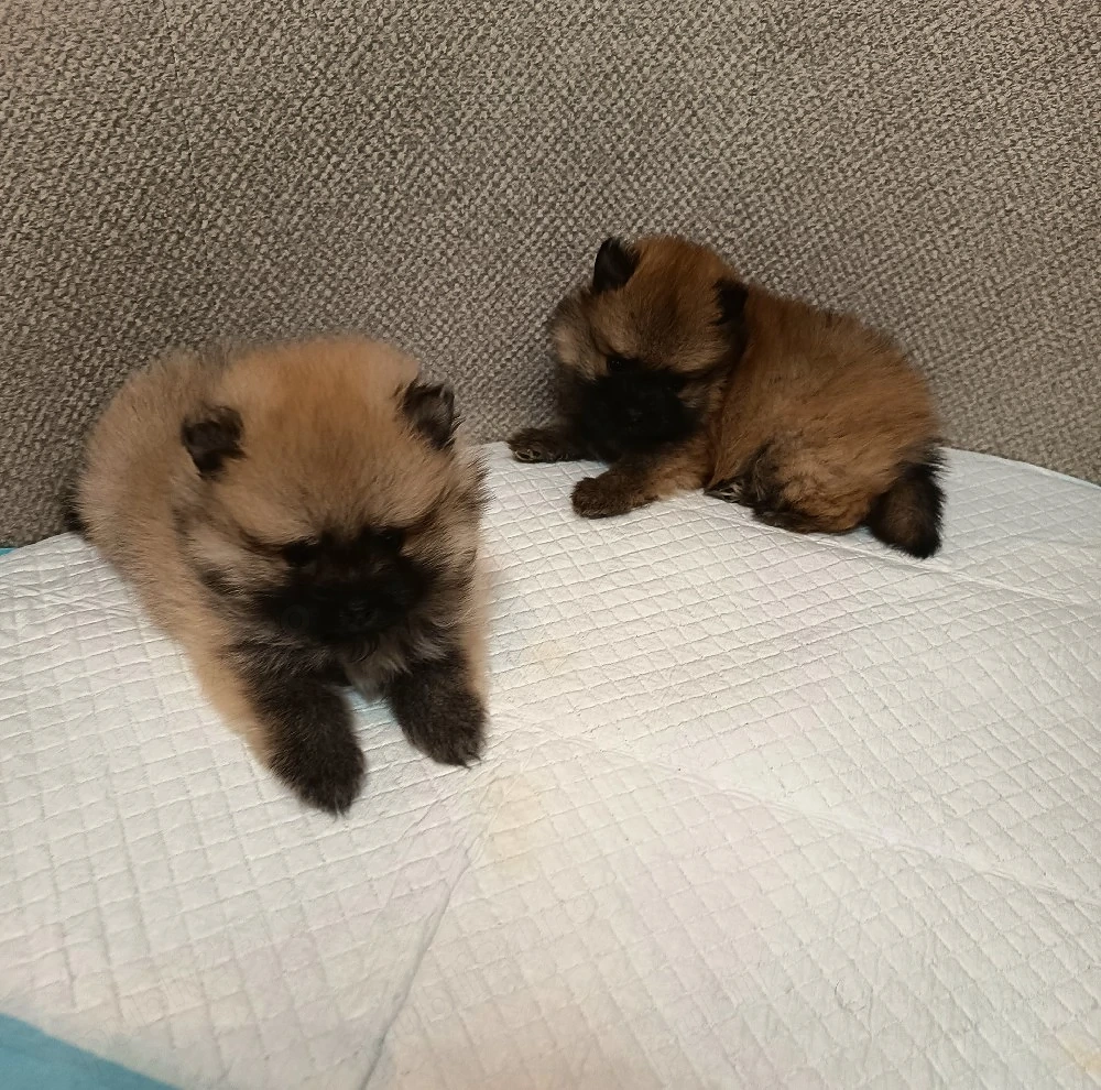Pomeranian Toy mascul!!!