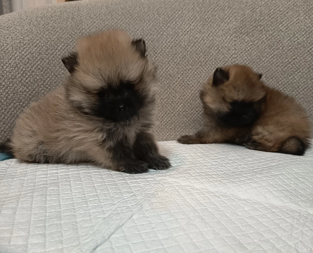 Pomeranian Mascul toy !