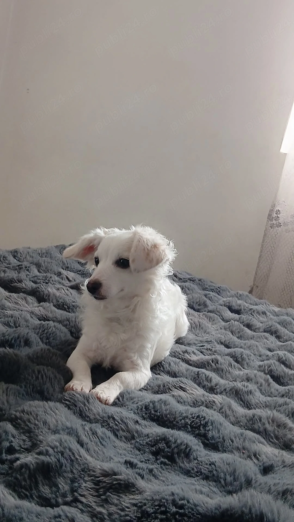  Cățeluș de 6 luni, jucăuș, caută familie 