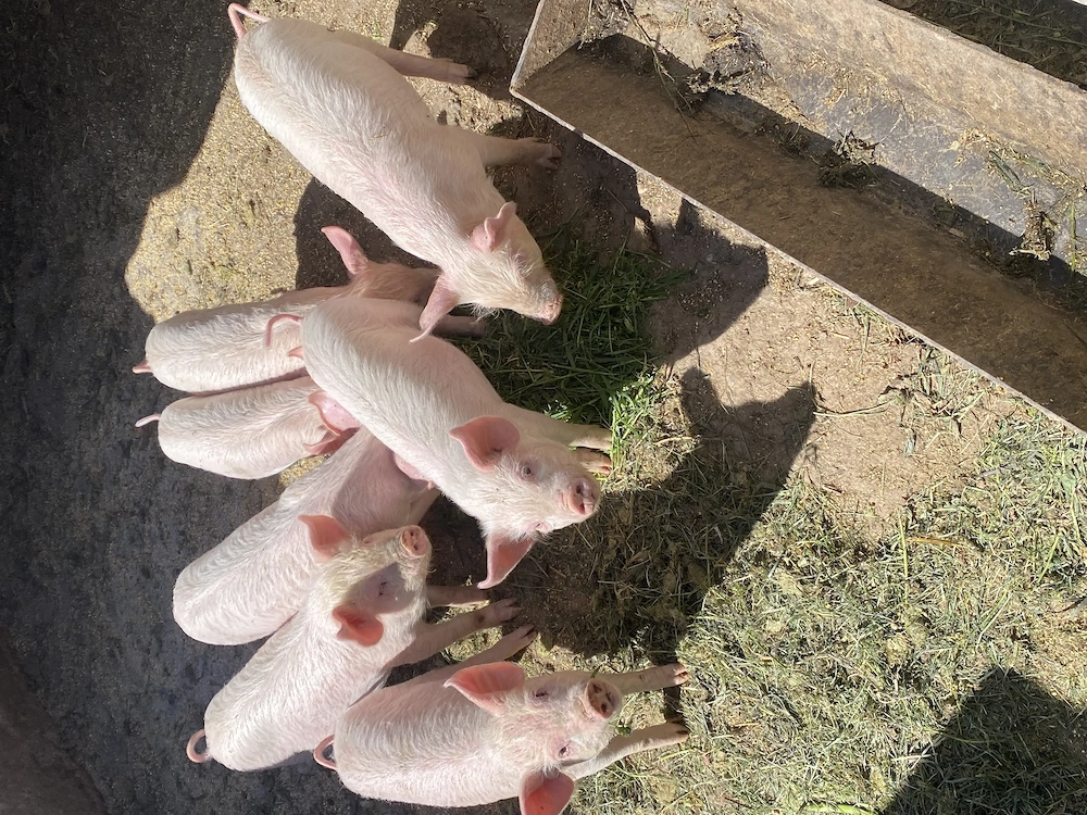 Purcei de vânzare inf tel  