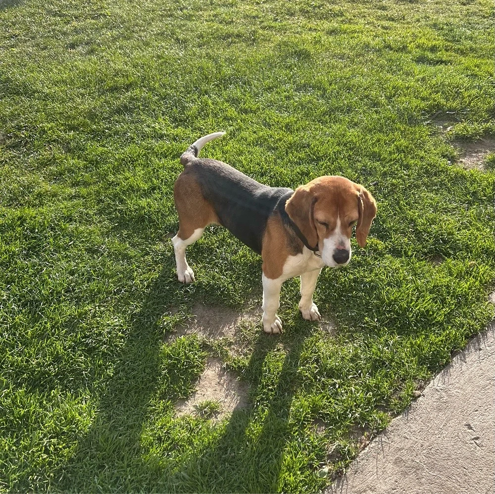 Beagle fetiță 2 ani