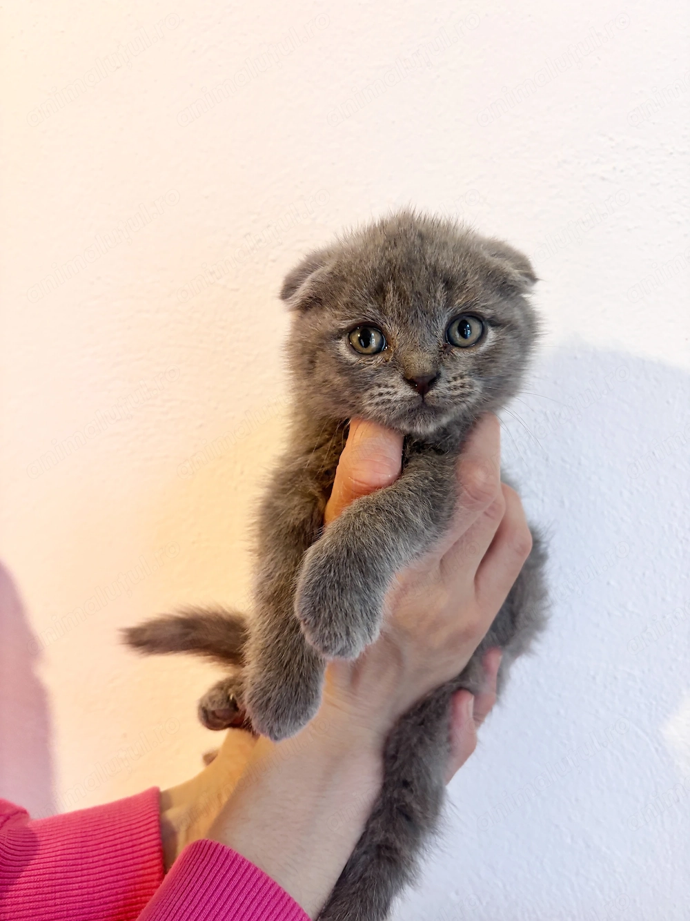 Pisoiasi British și Scottish fold 
