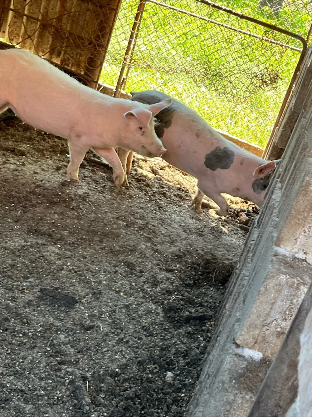 Vand  porci aproximativ 40 kg preț 800 lei buc