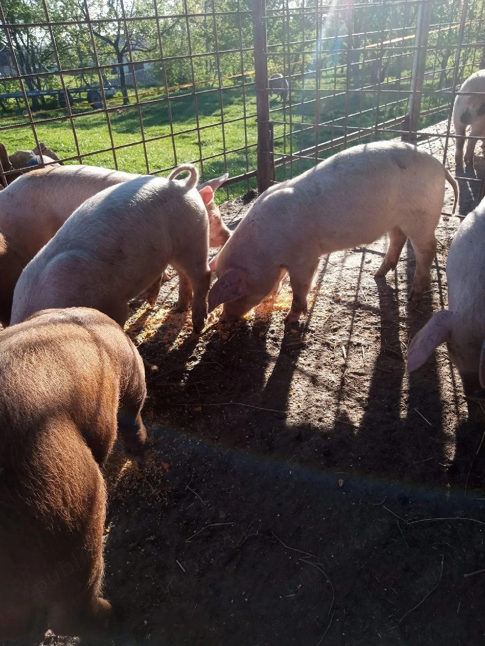 Vând purcei de 7 săptămâni