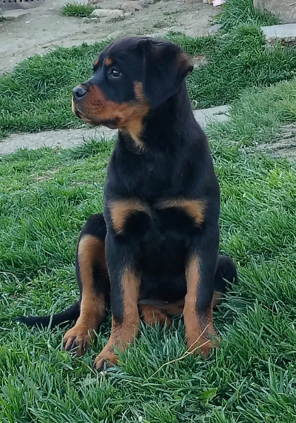 Catel Rottweiler