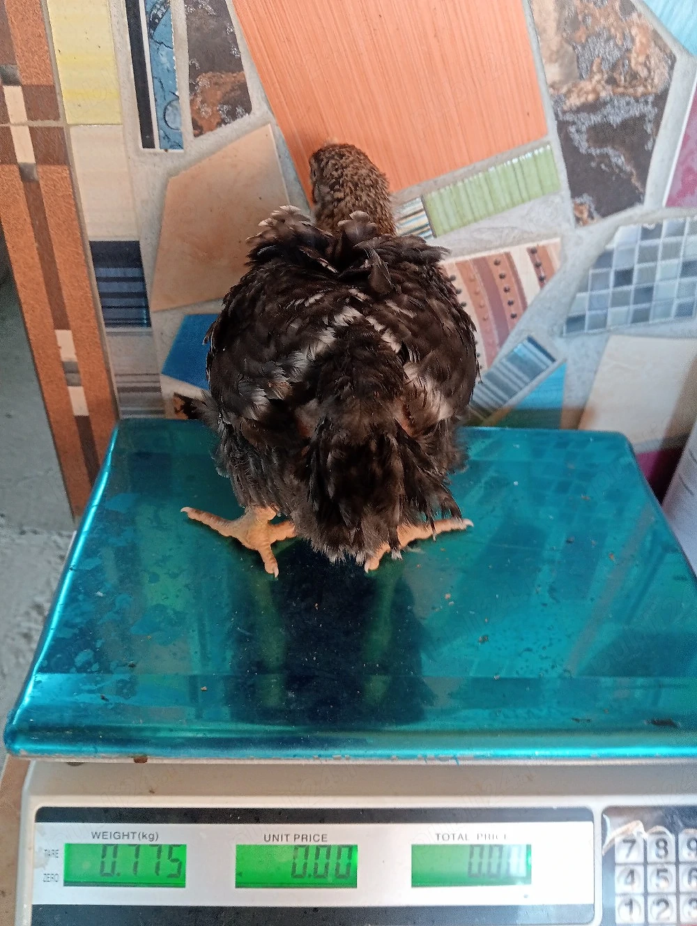 vând pui kabir porumbac și de carne la Cenei Timiș Nr  