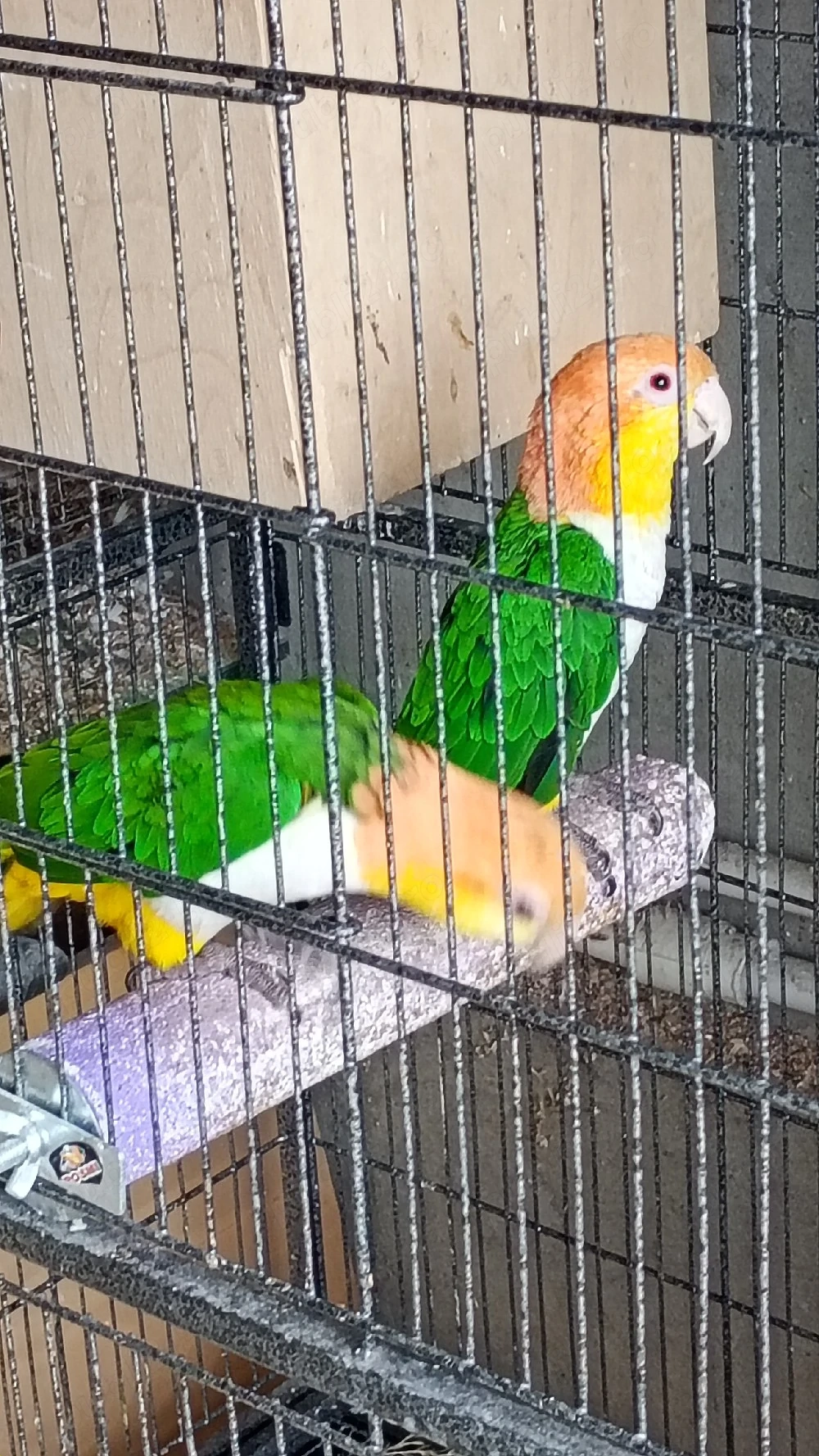 vând pereche papagali caique