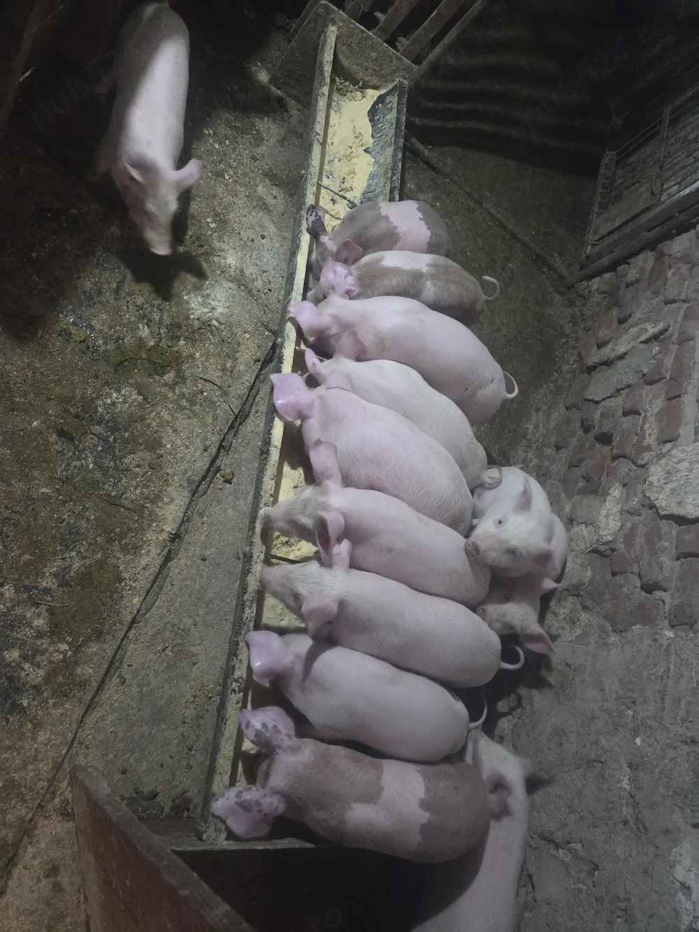 Purcei rasa marele alb