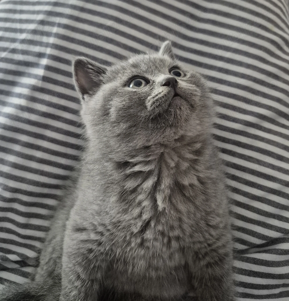British shorthair blue