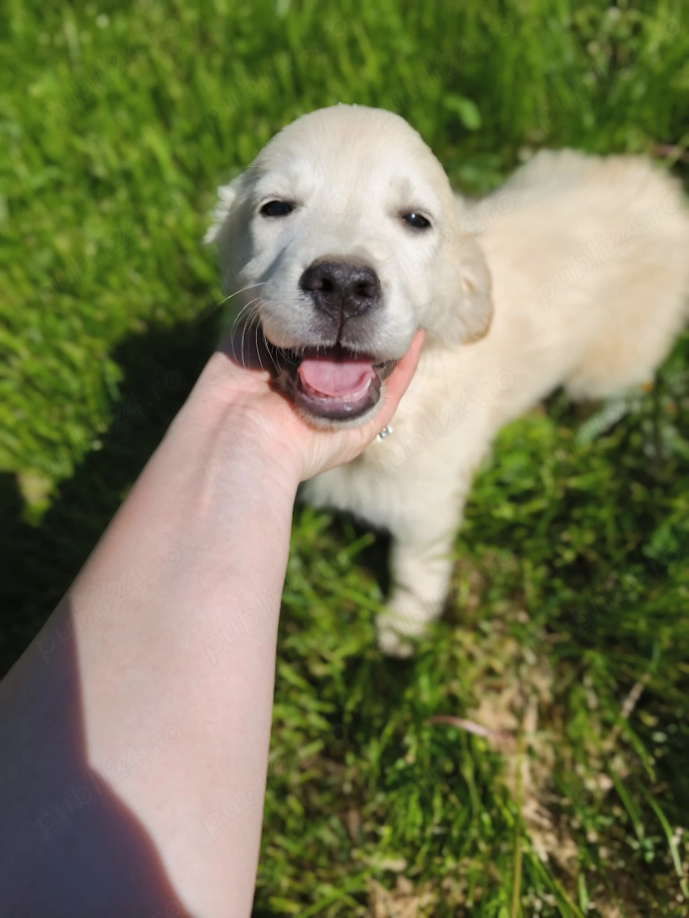 Golden retriever femele
