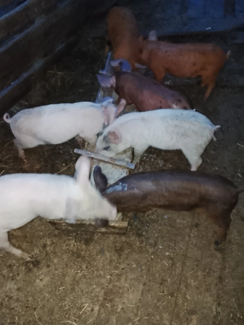 vând purcei de 6 săptămâni 