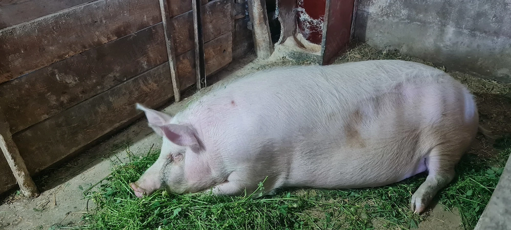 Porc de țară 200kg 