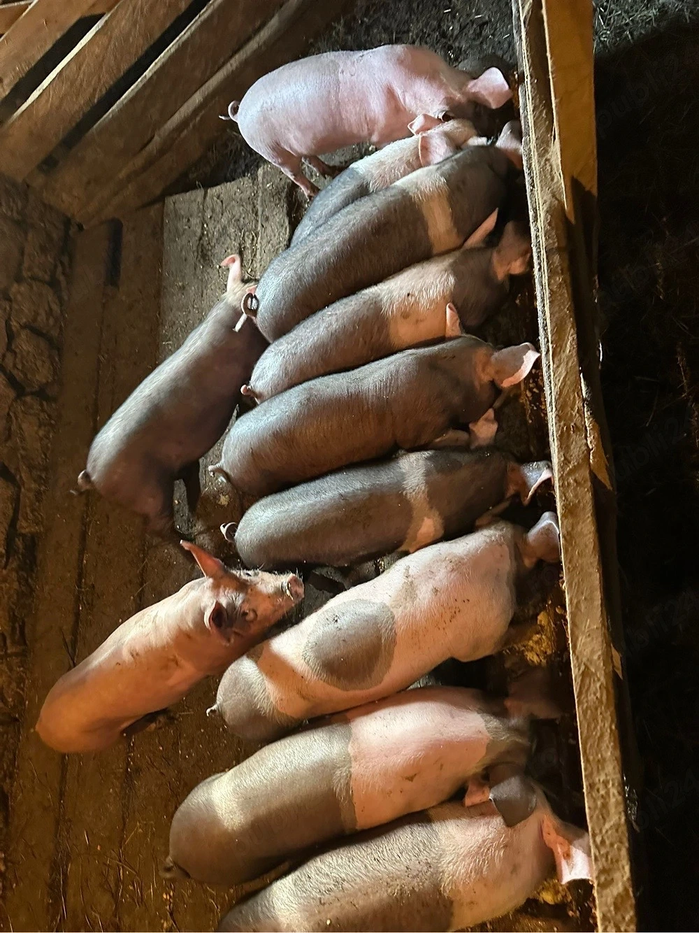 vand purcei 10 săptămâni 