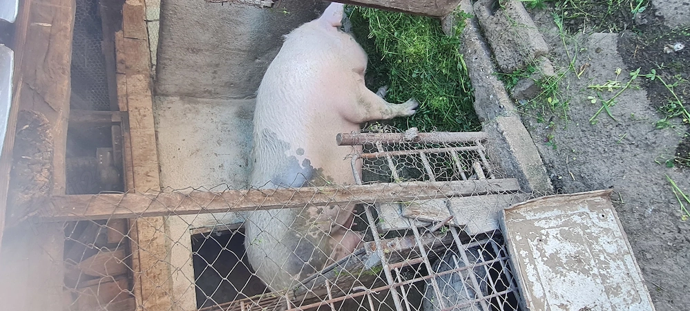 Porc crescut în gospodărie 300 kg 