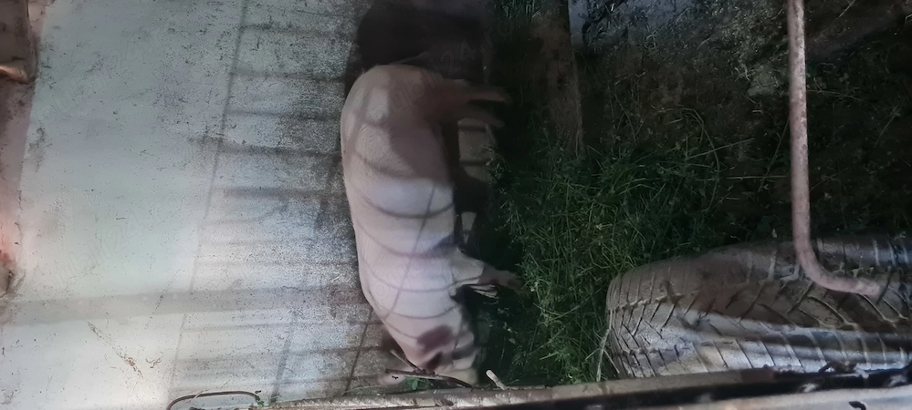 Purcica 120-140kg Marele Alb 