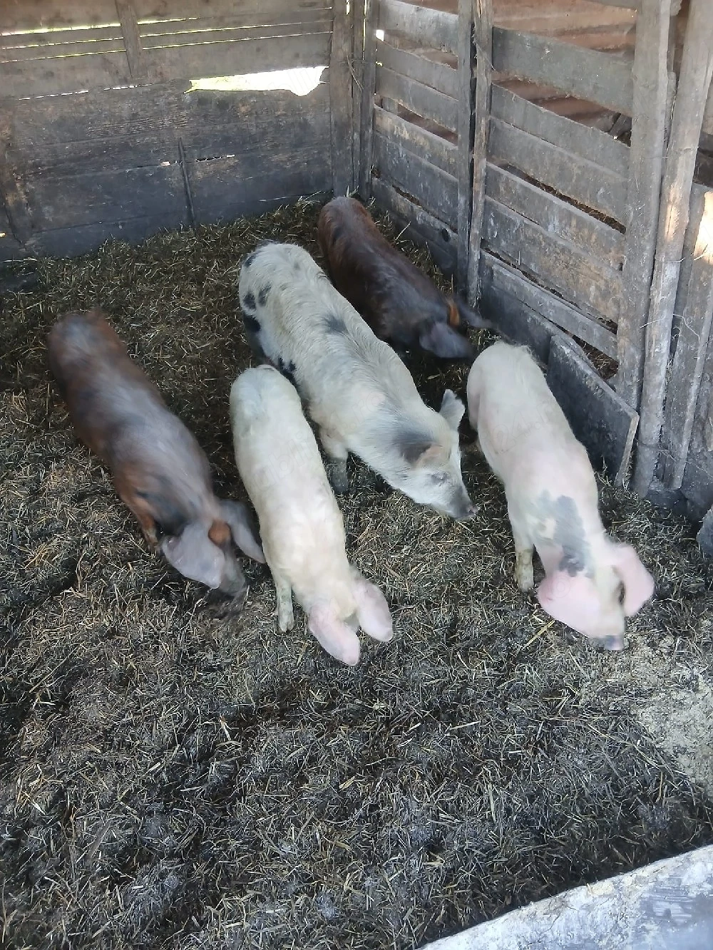 de vânzare 5 bucăți 4 de 35 40 kg unul și 1 de55 60 kg