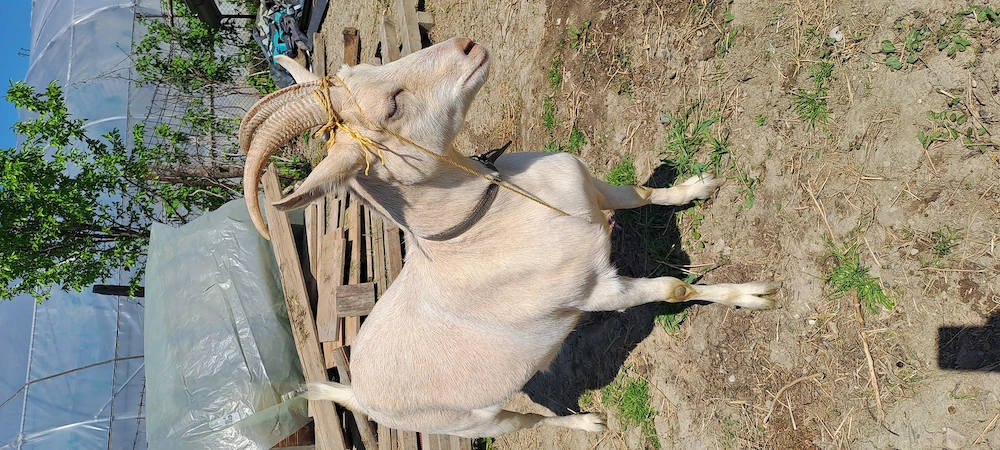 Iada sannen are 1 an jumate ,de vanzare 