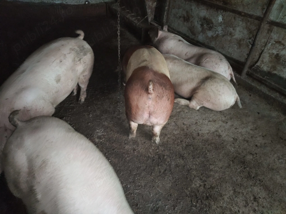  Vand  porci și purcei de carne 