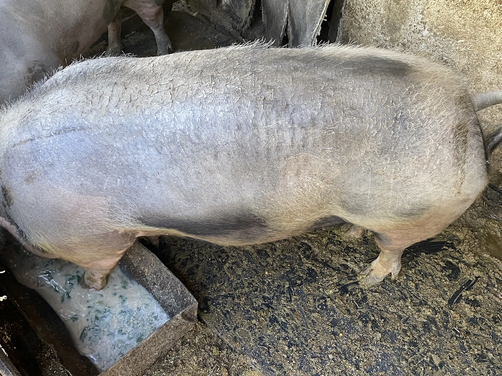 Vând scroafa de sacrificat rasa petrean-belgian