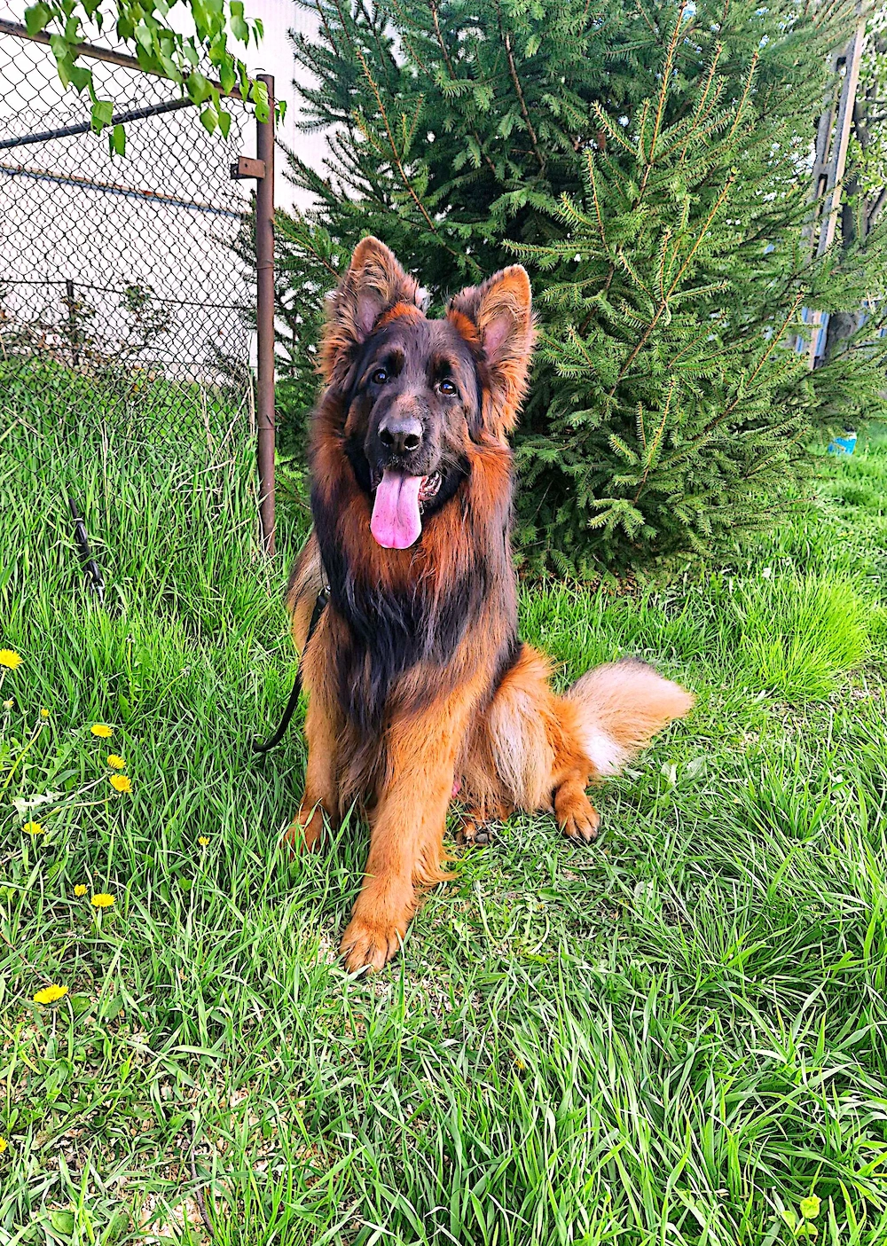 Ciobanesc german mascul