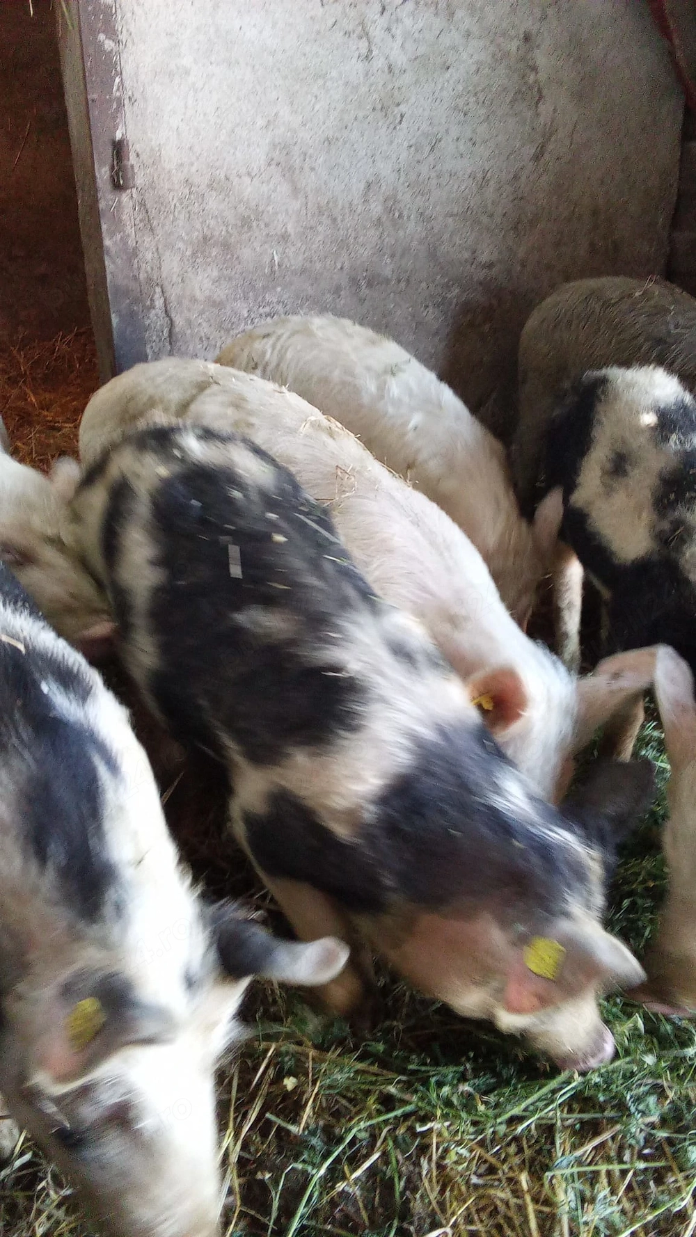 De vânzare purcei.....