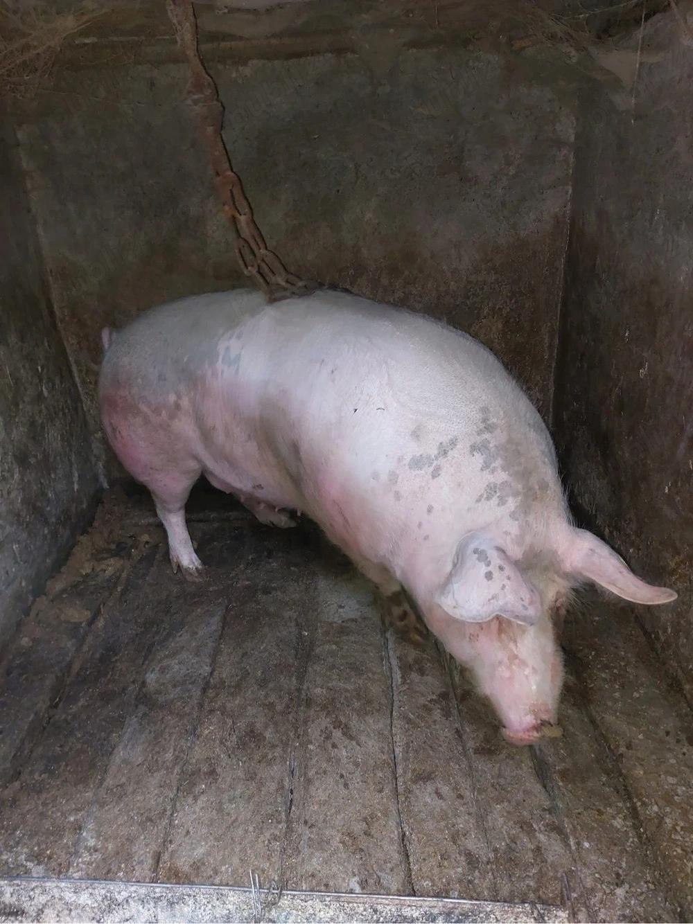 vand porc de carne 