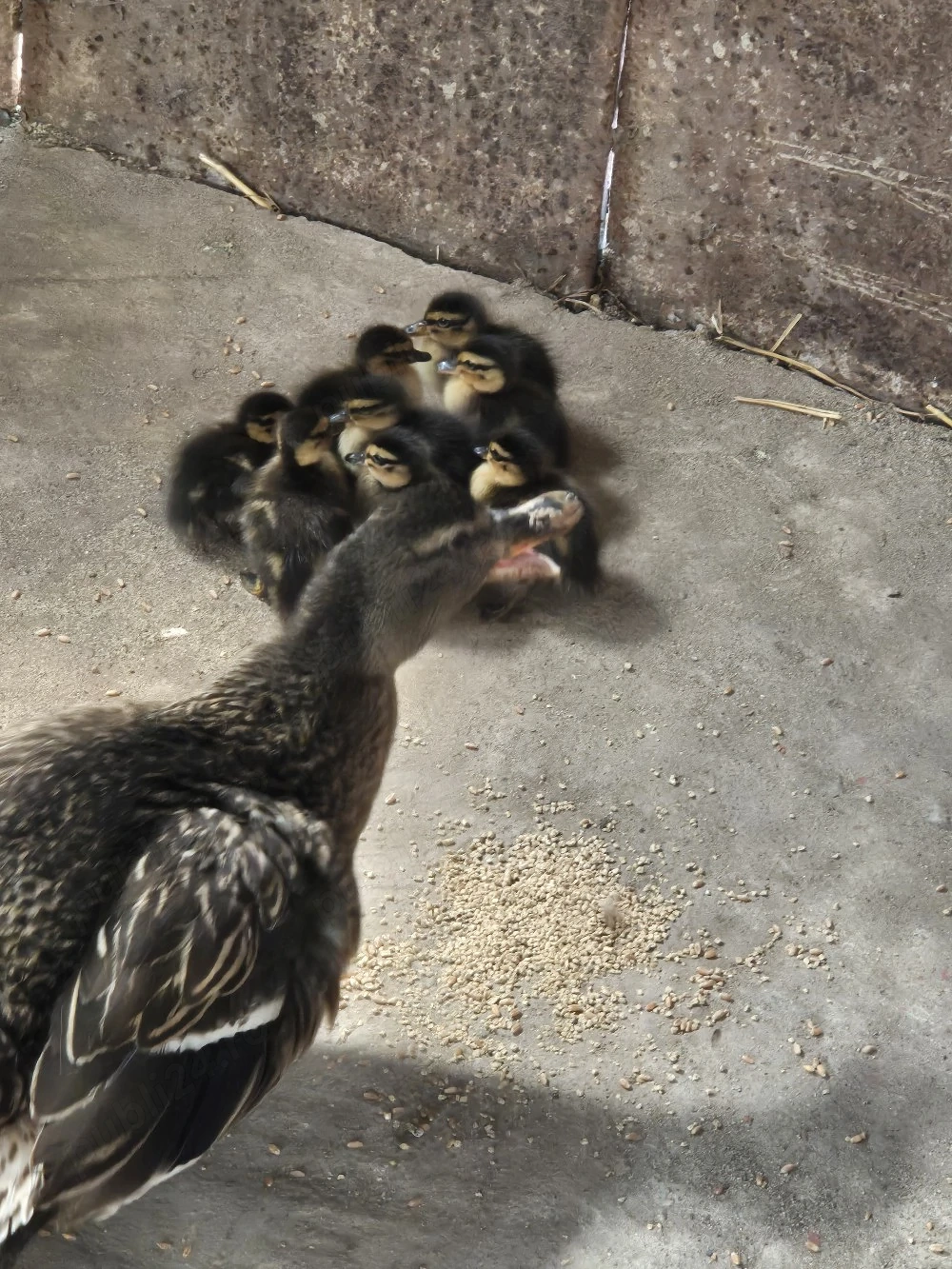 De vanzare rațe salbatice