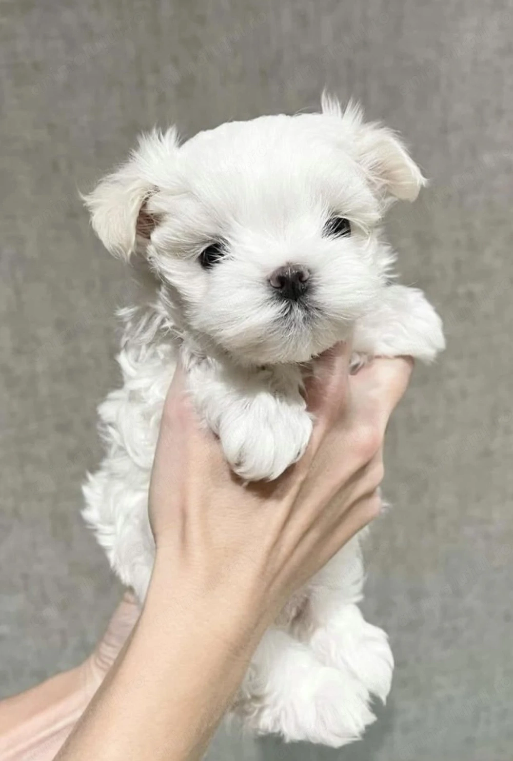 Bichon maltez mini toy