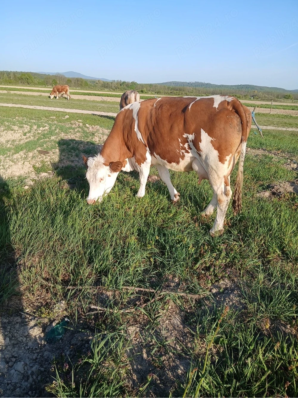 Vand Vaca Baltata Roamneasca 