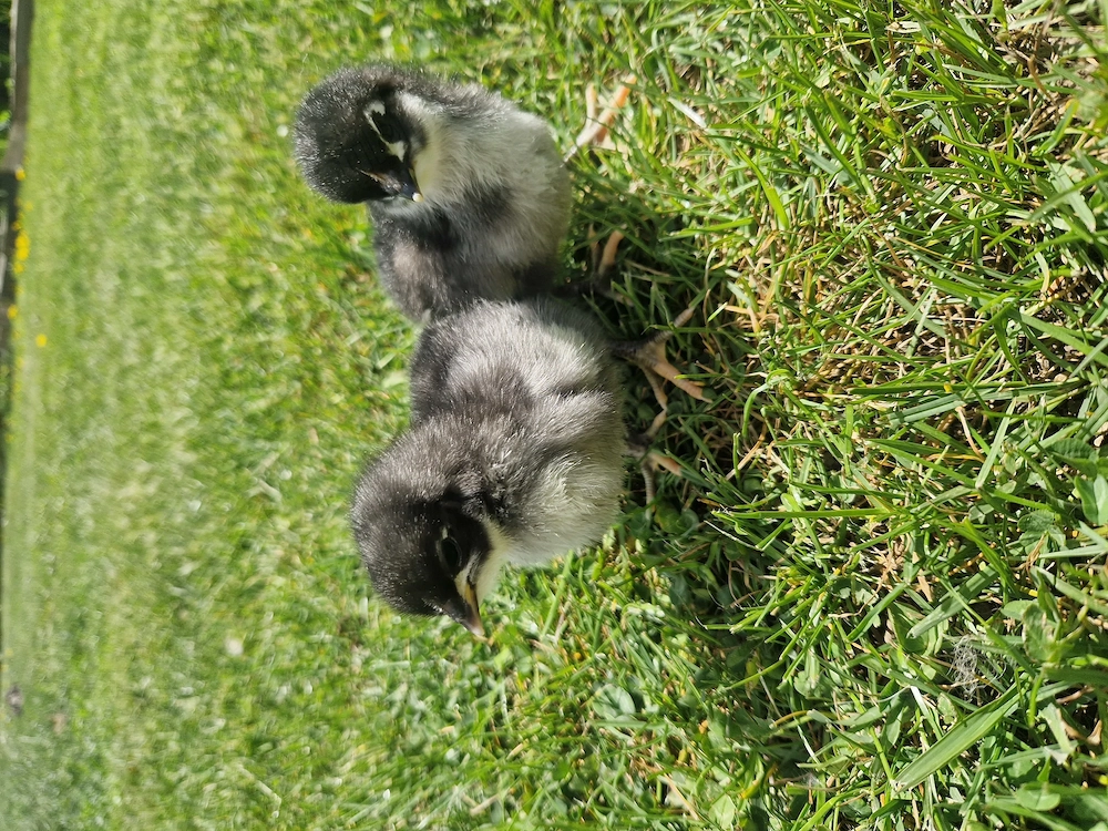 Vand Puisori Australorp 