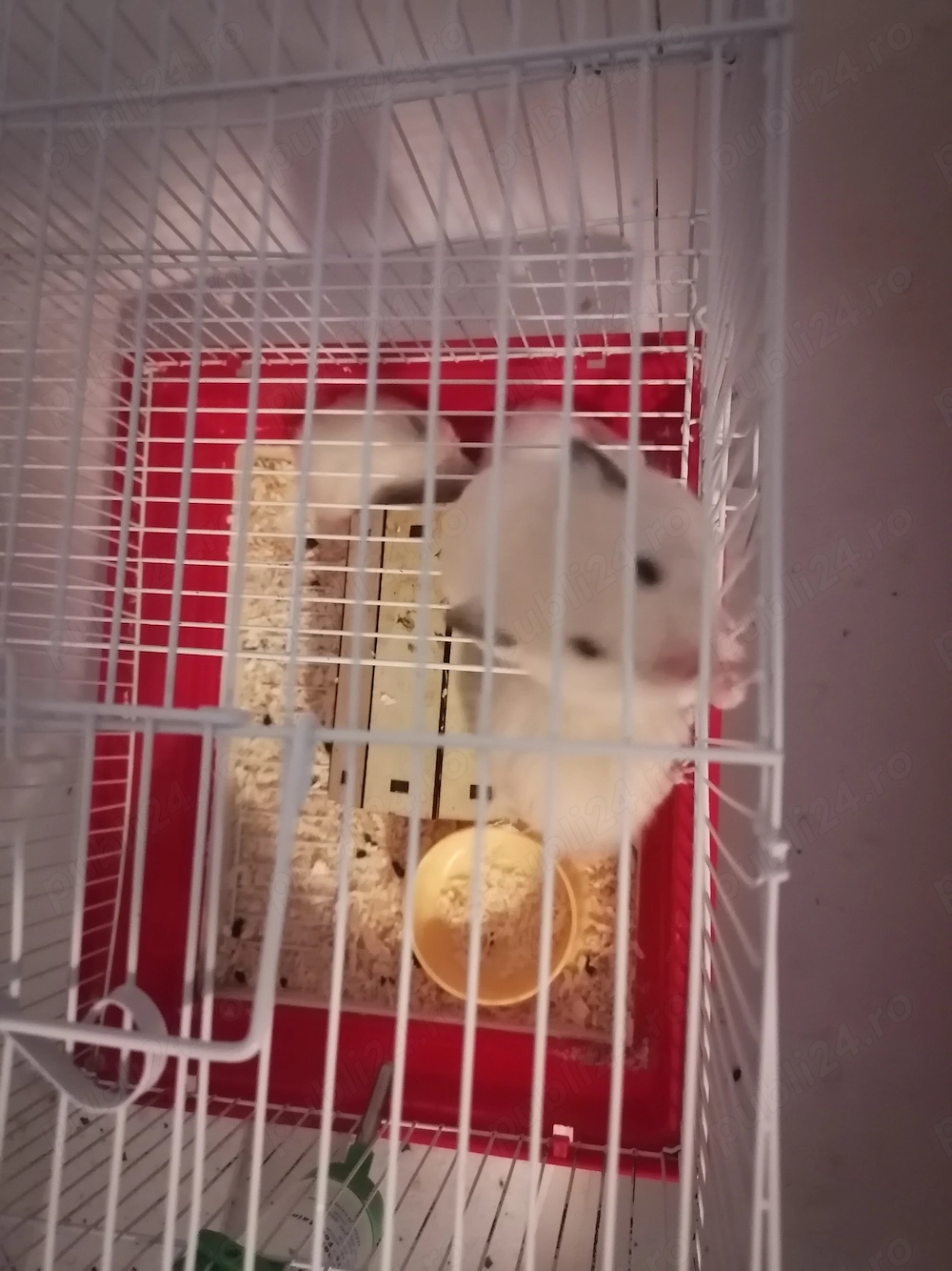 Vind Hamsteri albi 