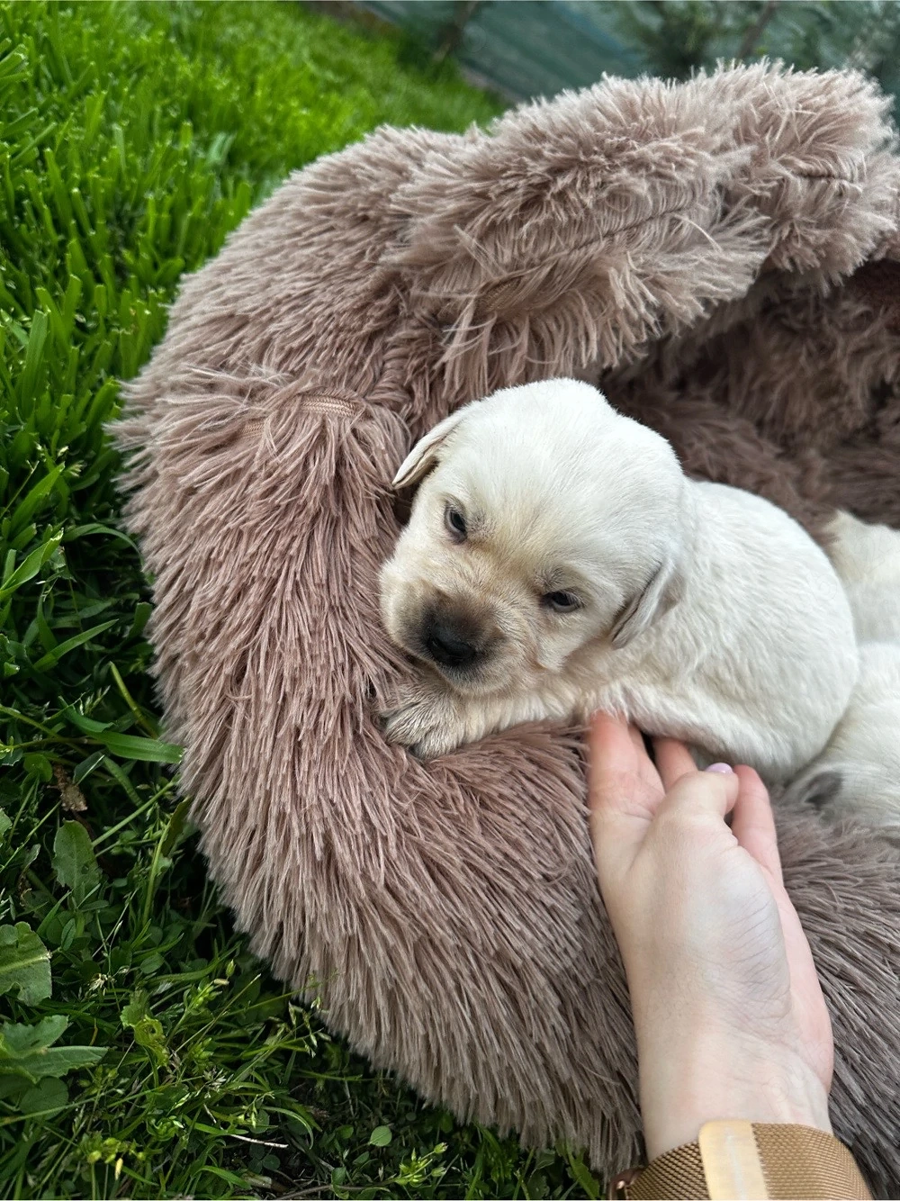 Labrador Retriver 