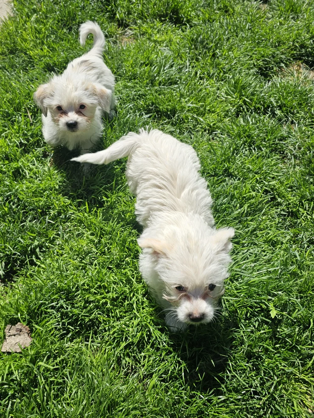 Vând pui Bichon 