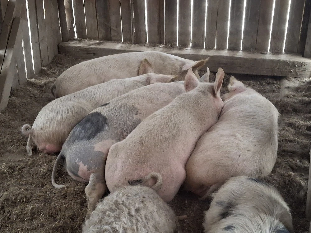 vand scrofite gestante