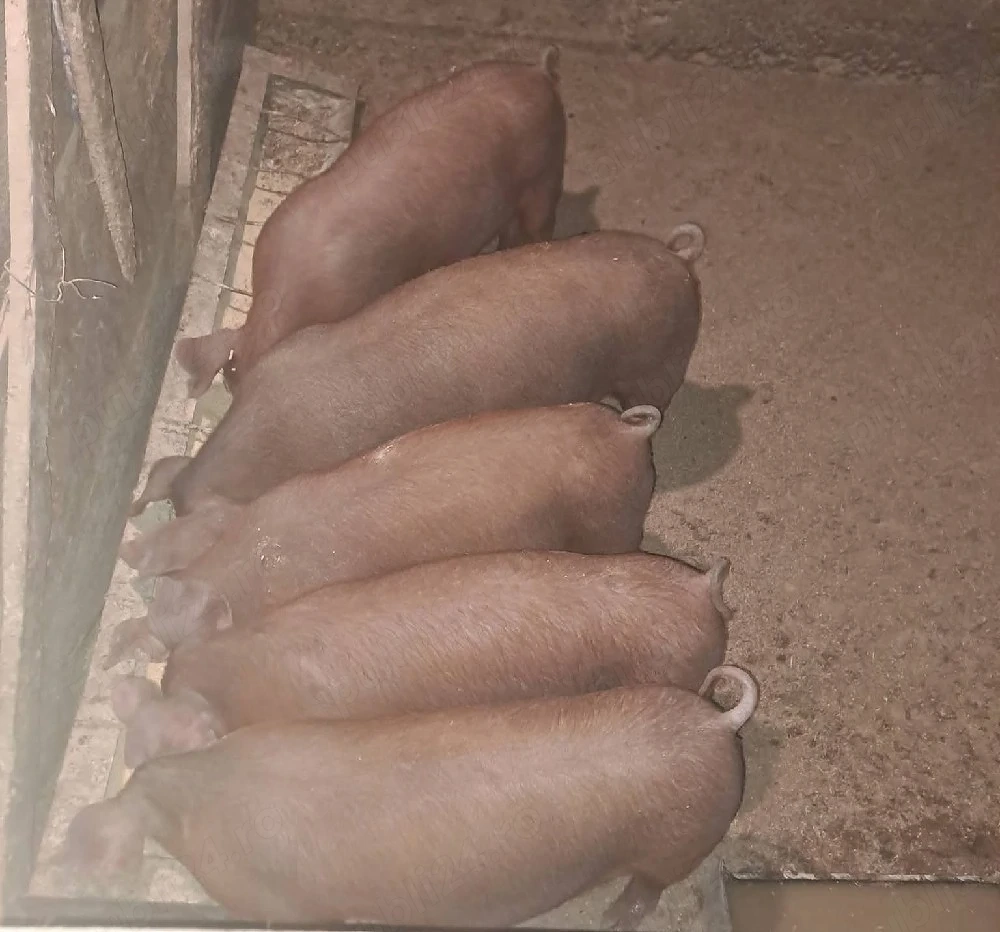 Duroc de dat baieti si fete 