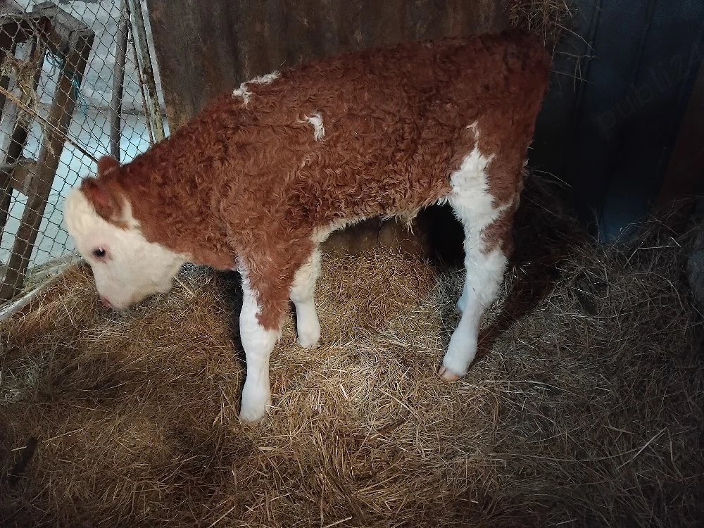 vând un tauras foarte frumos 