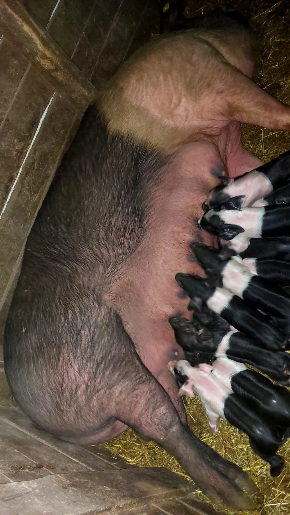 Purcea cu purcei Bazna.