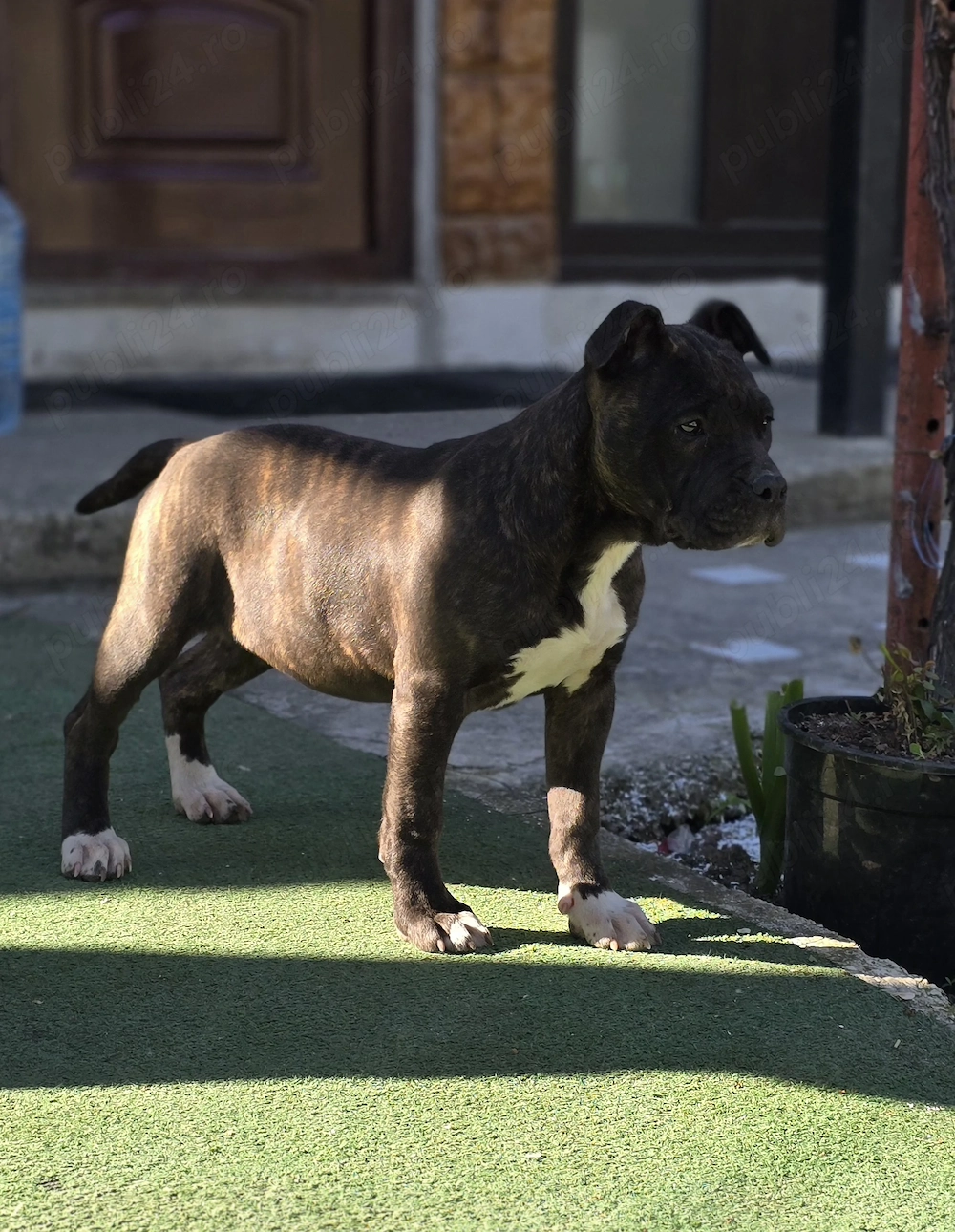 Femelă Amstaff 15 săptămâni 