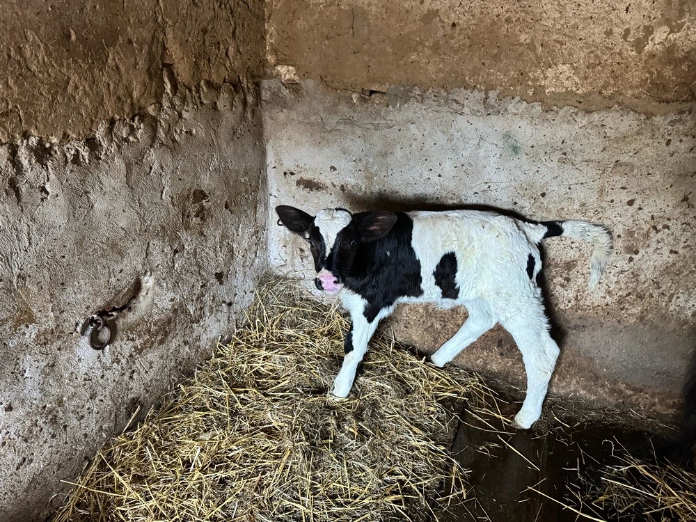 Vind Vițeauă 5 zile