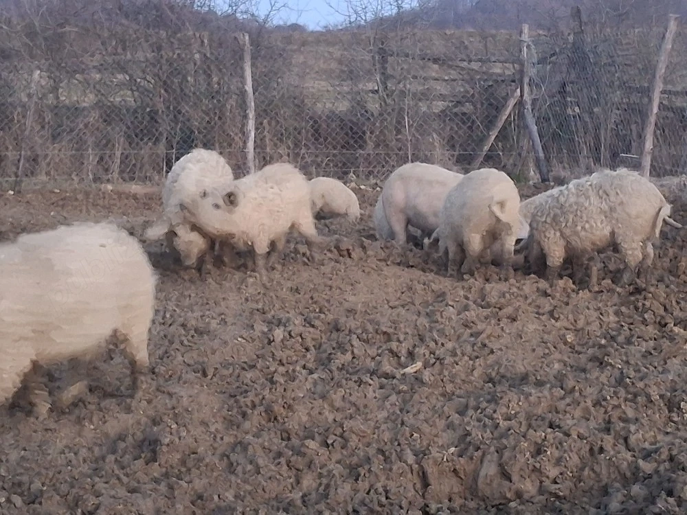 lot de 25 de porcii mari si mici scroafe gestante porcii de sacrificat