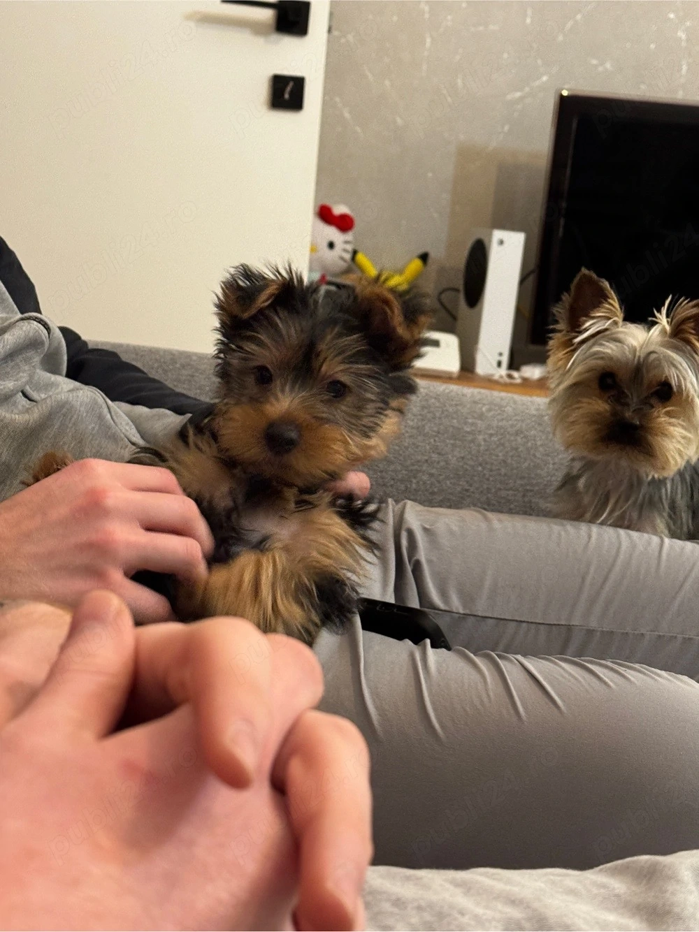vand yorkshire terrier mascul