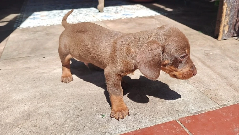 Teckel mascul 6 săptămâni 