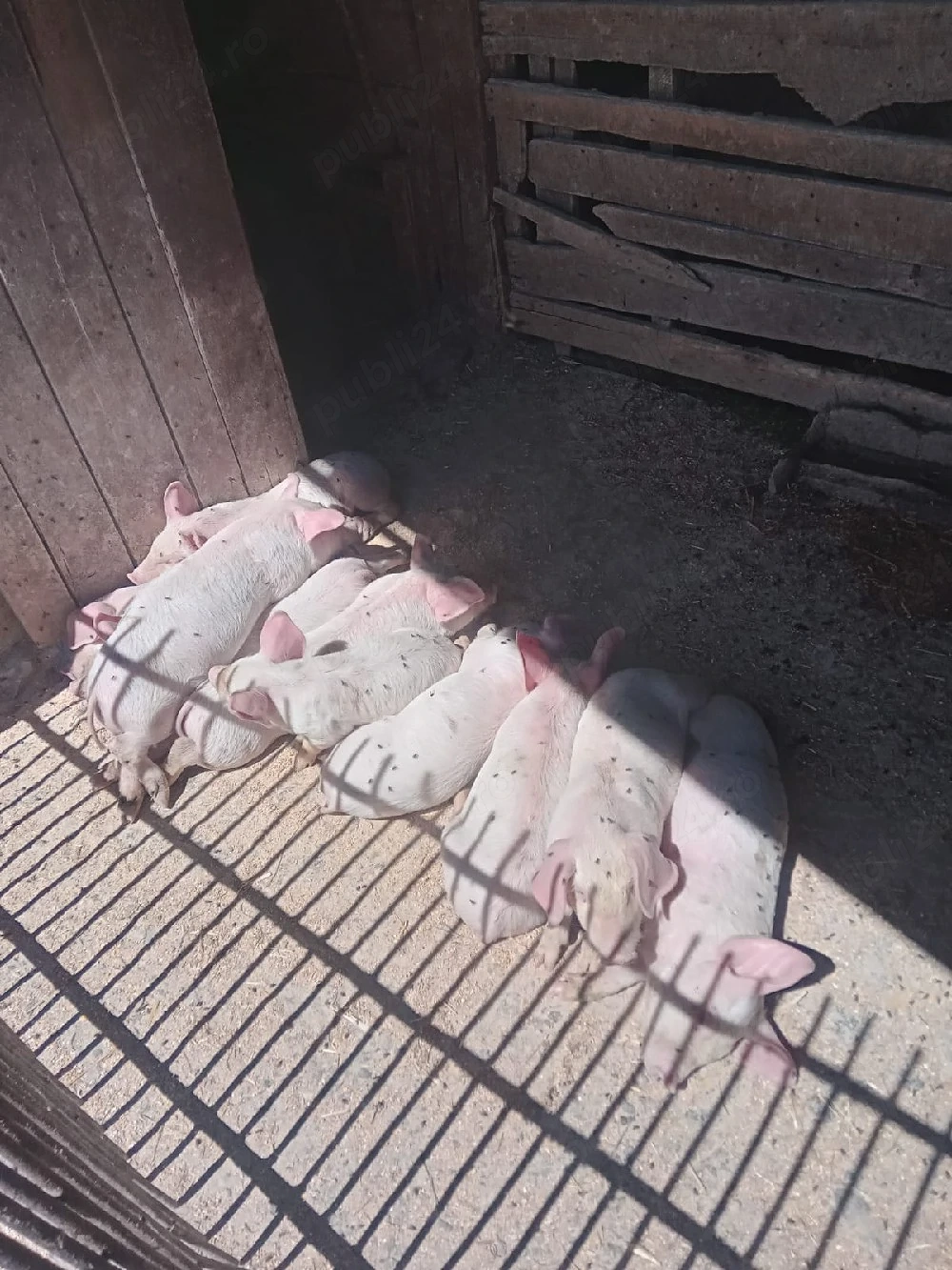 Purcei foarte frumoși 