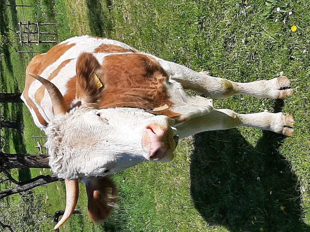 Baltata Românească  de 3 ani